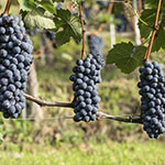 The grape varieties - Reality