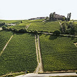 The new vineyards in production - The Bet