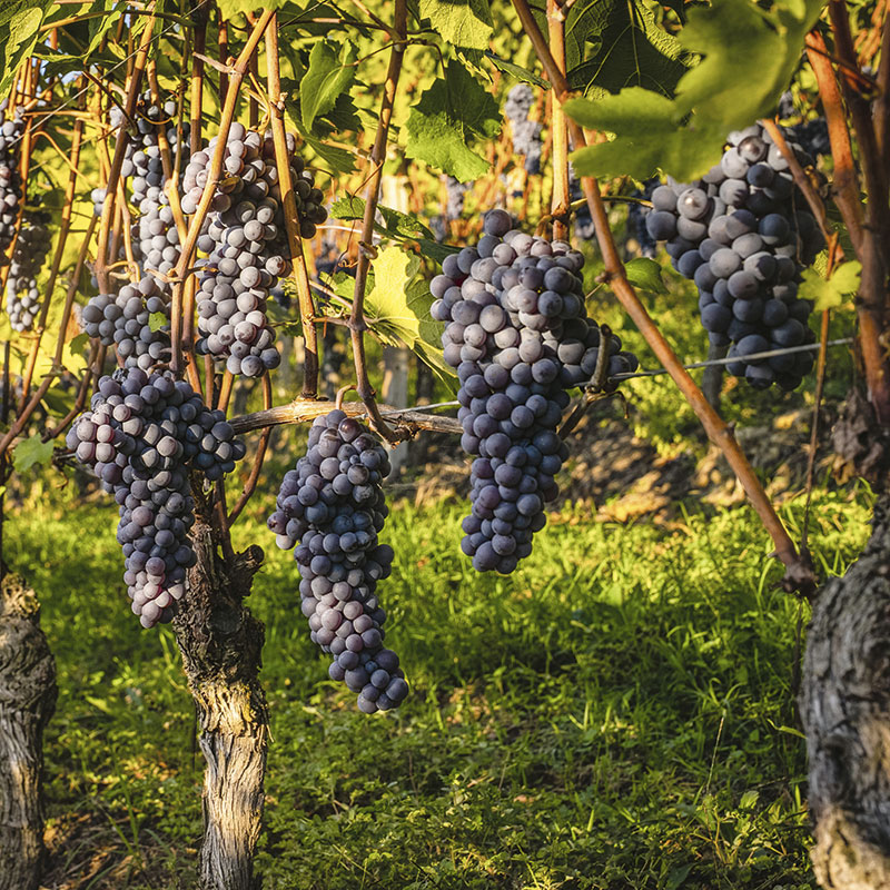 Nebbiolo bunches towards ripening