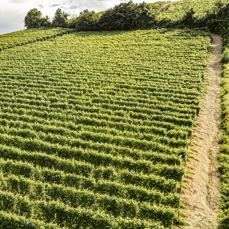 Sunny vineyards in the summer months in the Barolo area