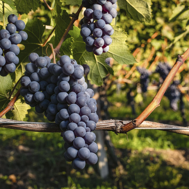Autumn brings the ripening of the Nebbiolo bunches