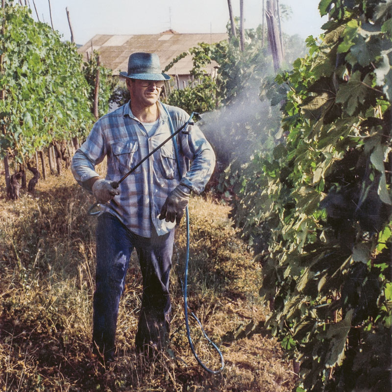 Luciano at work among the vineyard rows in Barolo