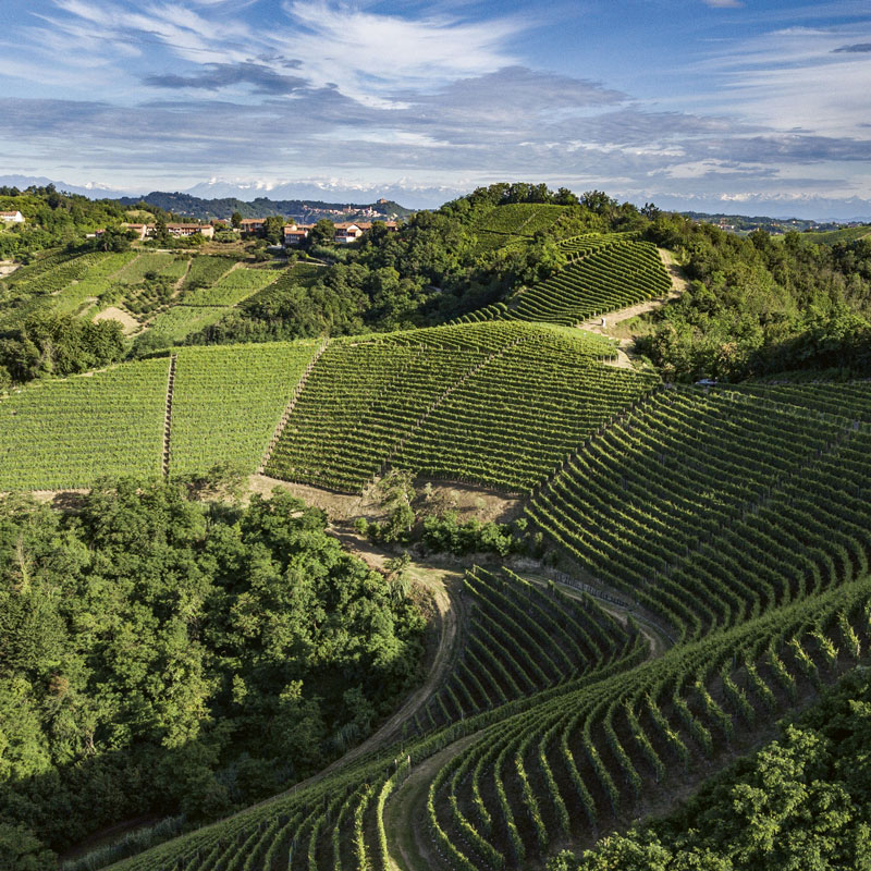 Old and new Barolo Sandrone labels