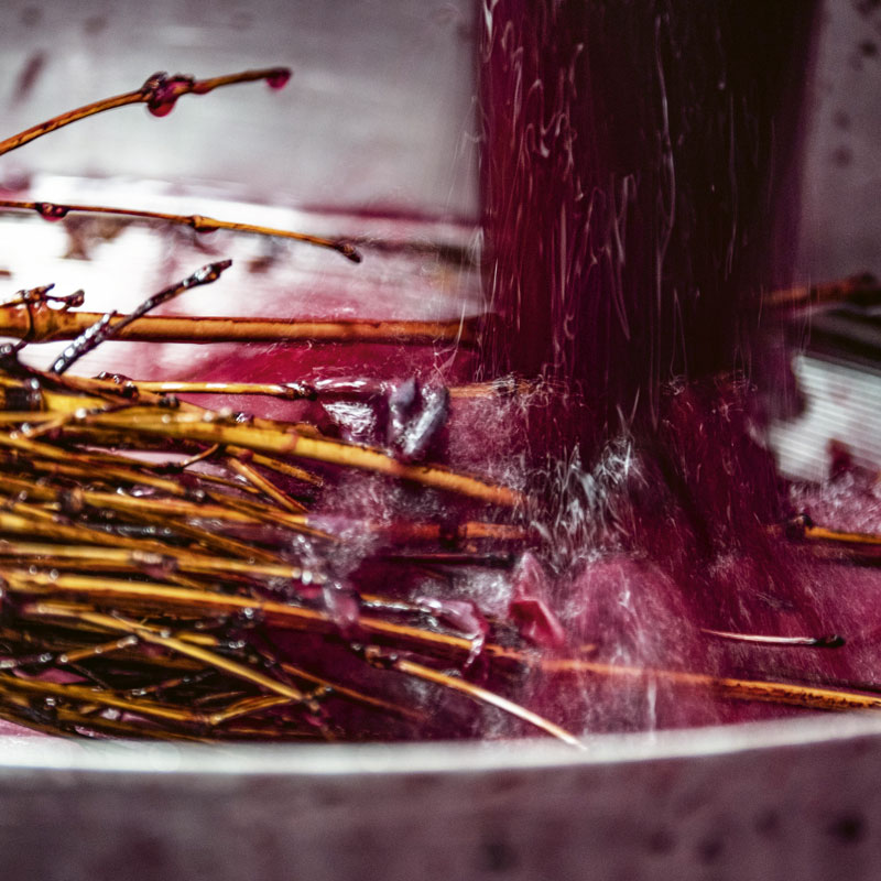 The draining of Nebbiolo for Barolo