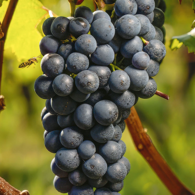 Dolcetto clusters during harvest