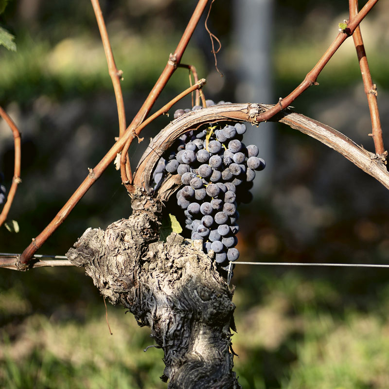 A splendid Nebbiolo cluster