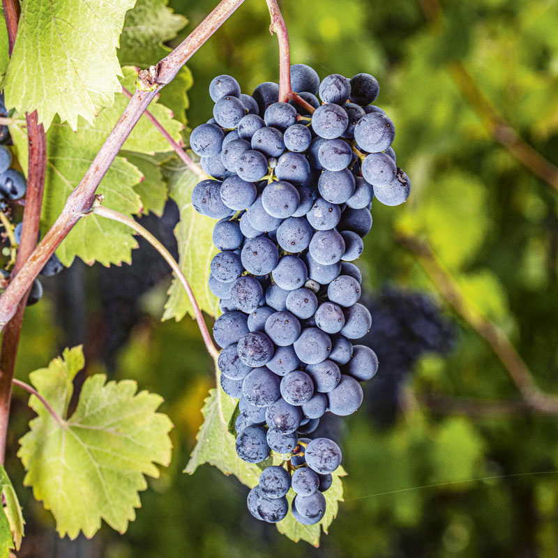 Nebbiolo Talin cluster