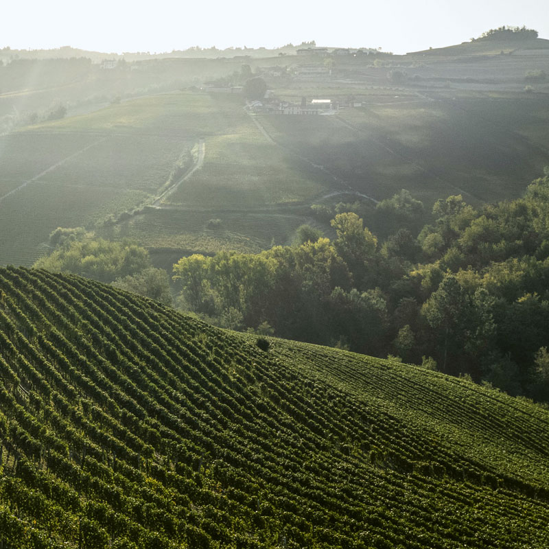 Vineyards in the MGA Le Coste di Monforte d'Alba