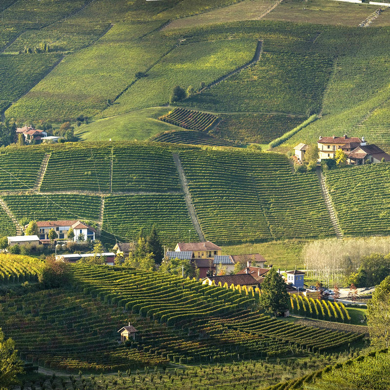 Vineyards at Cannubi Boschis, in the village of Barolo