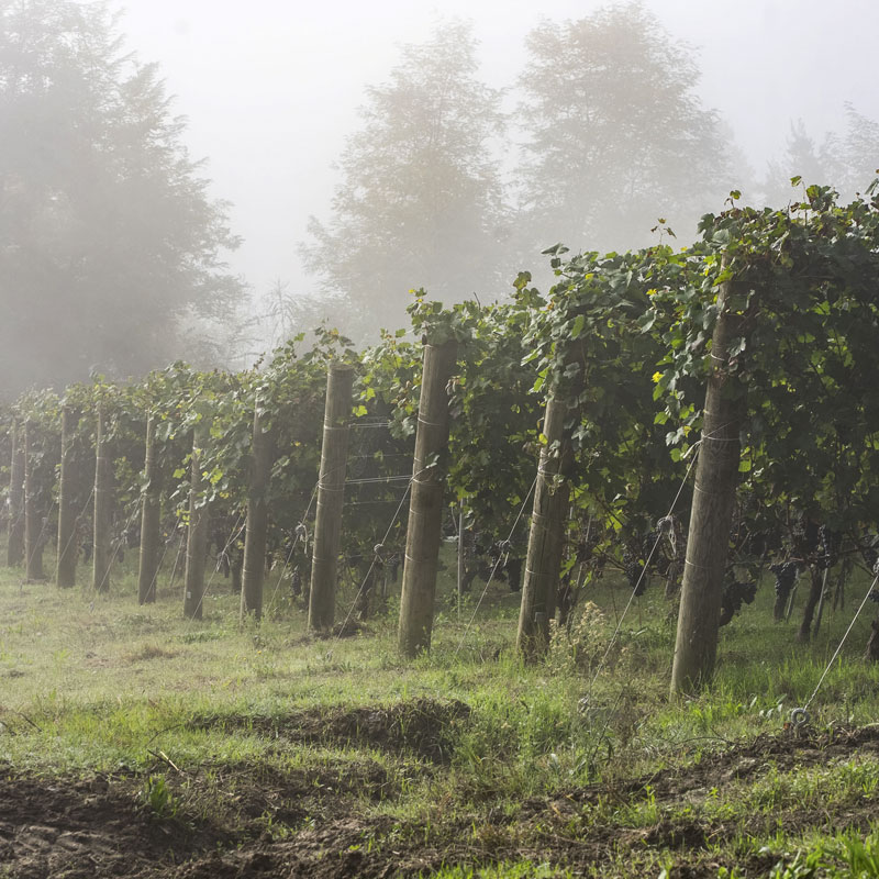 Vineyards at Rocche di San Nicola in Novello