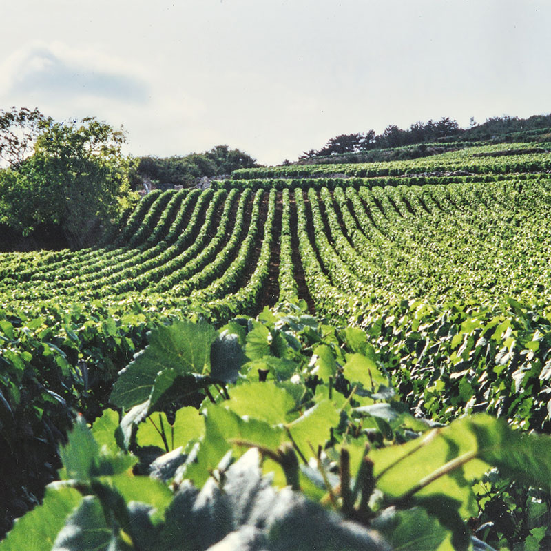 Vineyards at Montrachet in Burgundy