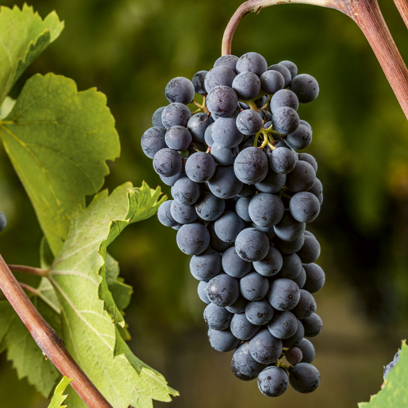 A loose cluster of Nebbiolo Talin