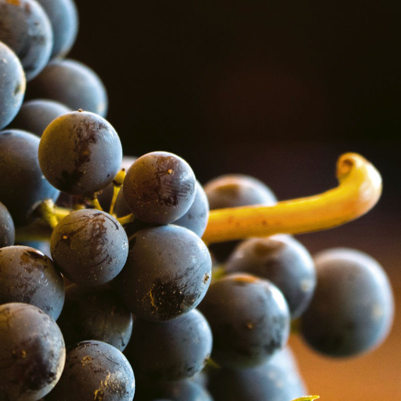 Berries and cluster of Nebbiolo Talin