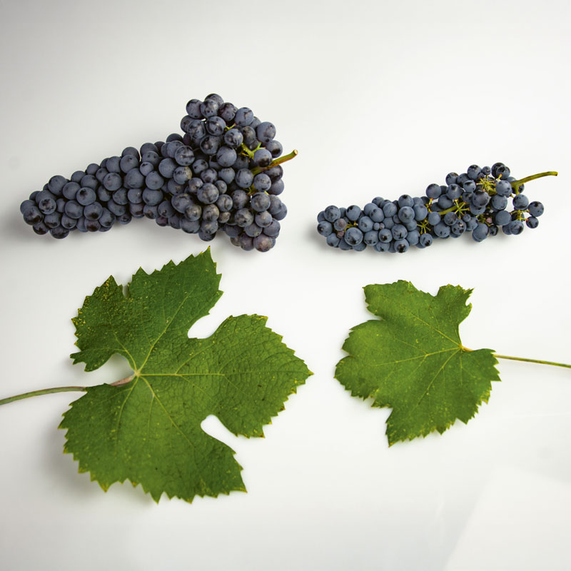 Ampelographic table of Nebbiolo Talin