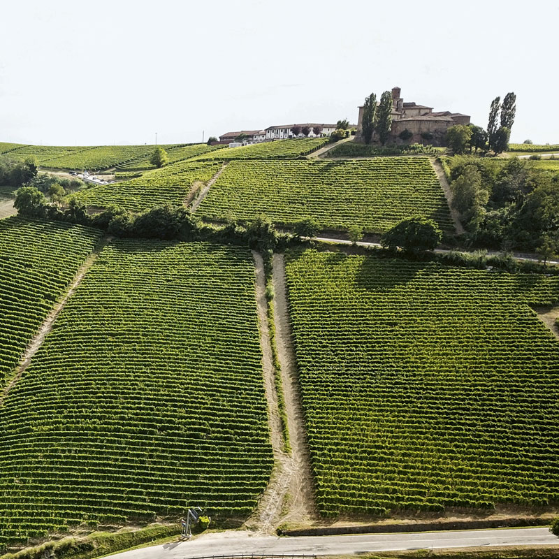Nebbiolo Talin vineyards in Barolo in the MGA Drucà