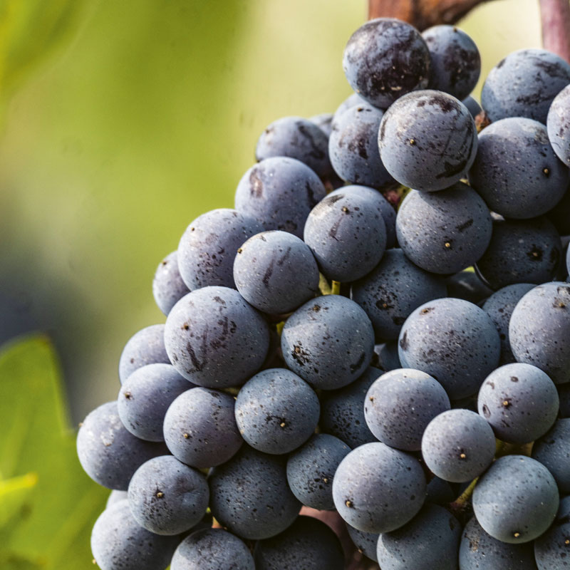 Detail of the Nebbiolo Talin cluster
